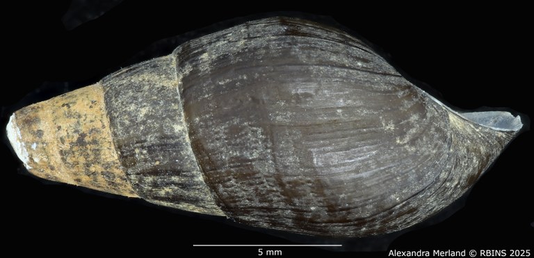 BE-RBINS-INV-MT-2132-Melania-(Tarebia)-semigranosa-obsoleta-st-L2.jpg BE-RBINS-INV-MT-2132-Melania-(Tarebia)-semigranosa-obsoleta-st-L2.jpg