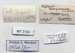 BE-RBINS-INV-MT-2132-Melania-(Tarebia)-semigranosa-obsoleta-st-label.jpg