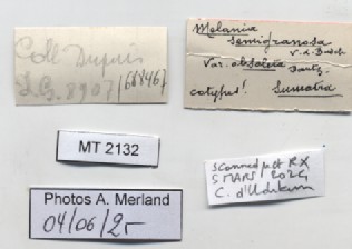 BE-RBINS-INV-MT-2132-Melania-(Tarebia)-semigranosa-obsoleta-st-label.jpg