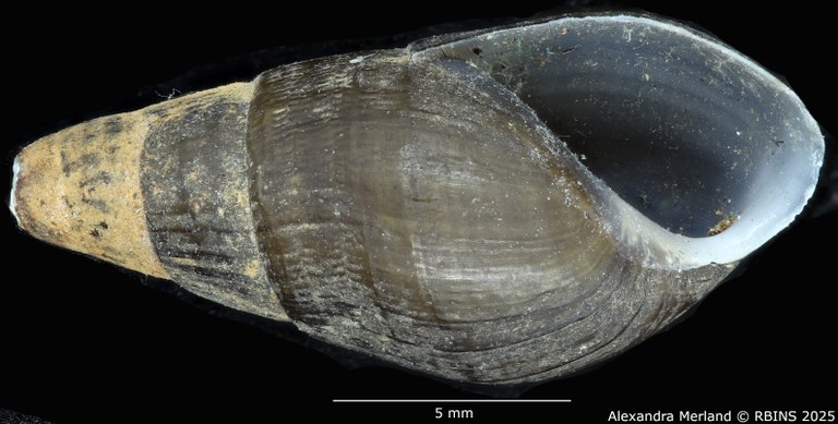 BE-RBINS-INV-MT-2132-Melania-(Tarebia)-semigranosa-obsoleta-st-V.jpg
