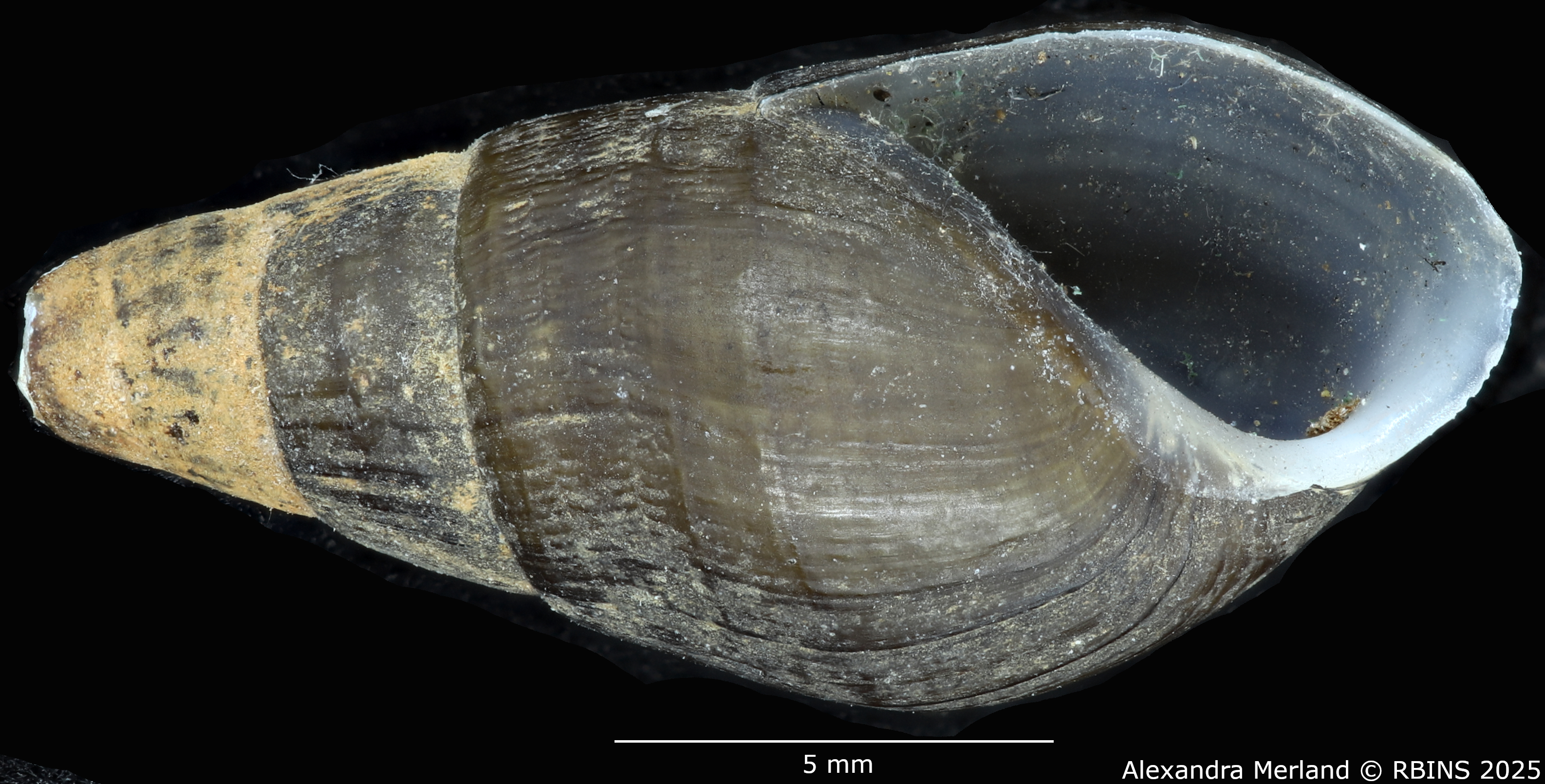 BE-RBINS-INV-MT-2132-Melania-(Tarebia)-semigranosa-obsoleta-st-V.jpg