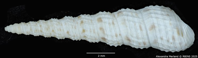 BE-RBINS-INV-MT-135-Melanoides-tuberculata-butiabae-pt-D.jpg BE-RBINS-INV-MT-135-Melanoides-tuberculata-butiabae-pt-D.jpg