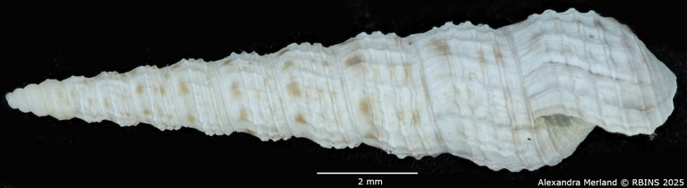 BE-RBINS-INV-MT-135-Melanoides-tuberculata-butiabae-pt-L.jpg BE-RBINS-INV-MT-135-Melanoides-tuberculata-butiabae-pt-L.jpg