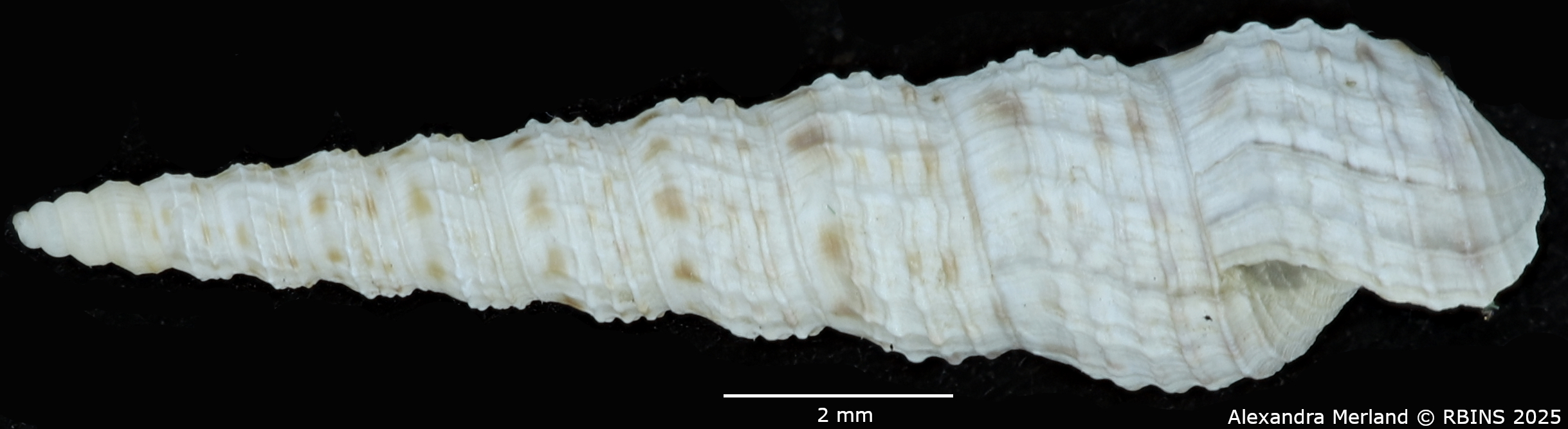 BE-RBINS-INV-MT-135-Melanoides-tuberculata-butiabae-pt-L.jpg