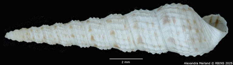 BE-RBINS-INV-MT-135-Melanoides-tuberculata-butiabae-pt-L2.jpg BE-RBINS-INV-MT-135-Melanoides-tuberculata-butiabae-pt-L2.jpg