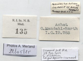 BE-RBINS-INV-MT-135-Melanoides-tuberculata-butiabae-pt-label.jpg BE-RBINS-INV-MT-135-Melanoides-tuberculata-butiabae-pt-label.jpg