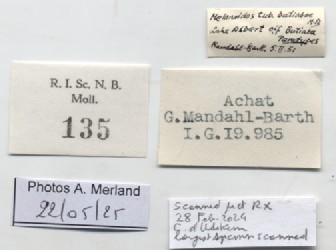 BE-RBINS-INV-MT-135-Melanoides-tuberculata-butiabae-pt-label.jpg