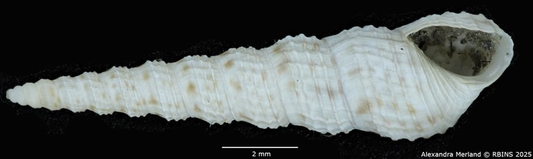BE-RBINS-INV-MT-135-Melanoides-tuberculata-butiabae-pt-V.jpg BE-RBINS-INV-MT-135-Melanoides-tuberculata-butiabae-pt-V.jpg