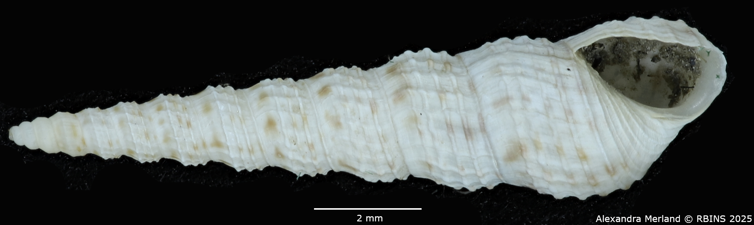 BE-RBINS-INV-MT-135-Melanoides-tuberculata-butiabae-pt-V.jpg