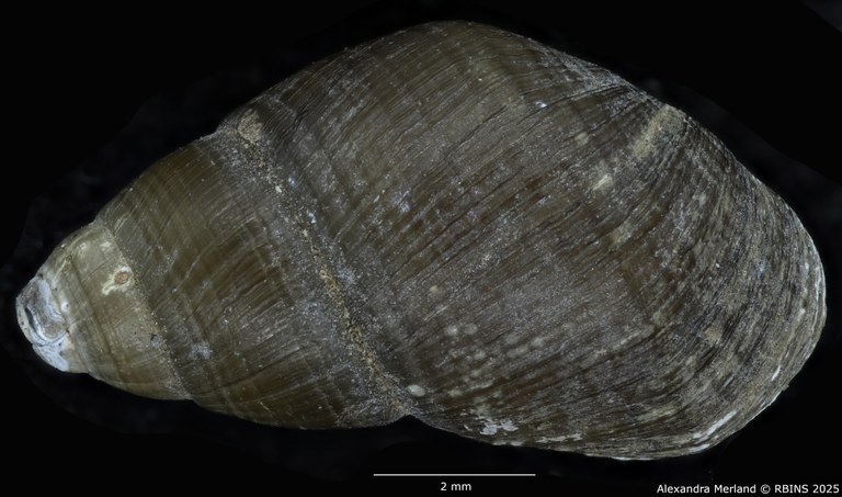 BE-RBINS-INV-MT-4034-Potadomoides-pelseneeri-tpt-D.jpg BE-RBINS-INV-MT-4034-Potadomoides-pelseneeri-tpt-D.jpg