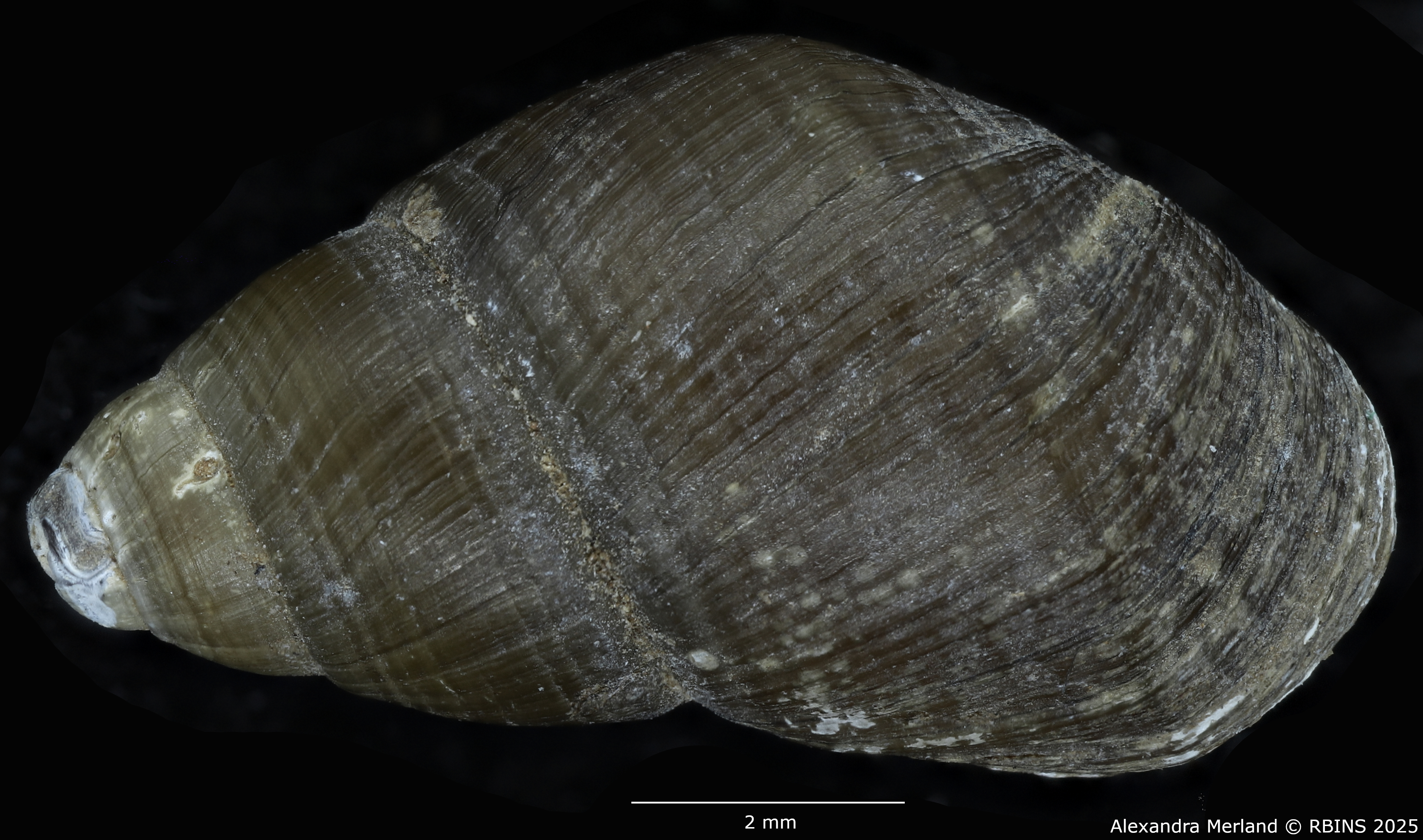 BE-RBINS-INV-MT-4034-Potadomoides-pelseneeri-tpt-D.jpg