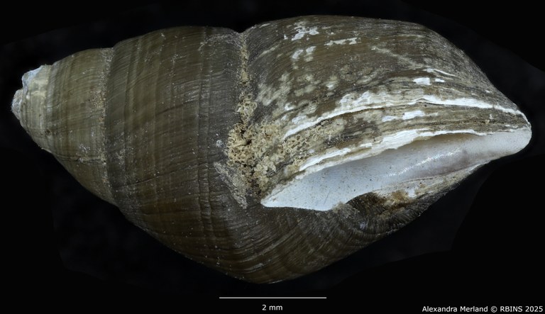 BE-RBINS-INV-MT-4034-Potadomoides-pelseneeri-tpt-L.jpg BE-RBINS-INV-MT-4034-Potadomoides-pelseneeri-tpt-L.jpg