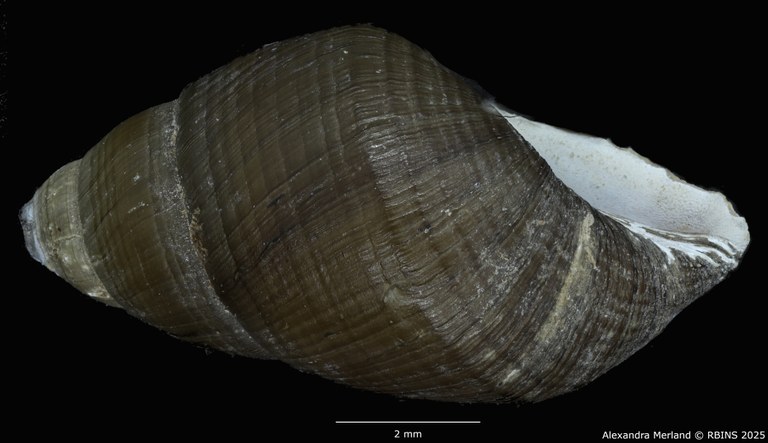 BE-RBINS-INV-MT-4034-Potadomoides-pelseneeri-tpt-L2.jpg BE-RBINS-INV-MT-4034-Potadomoides-pelseneeri-tpt-L2.jpg