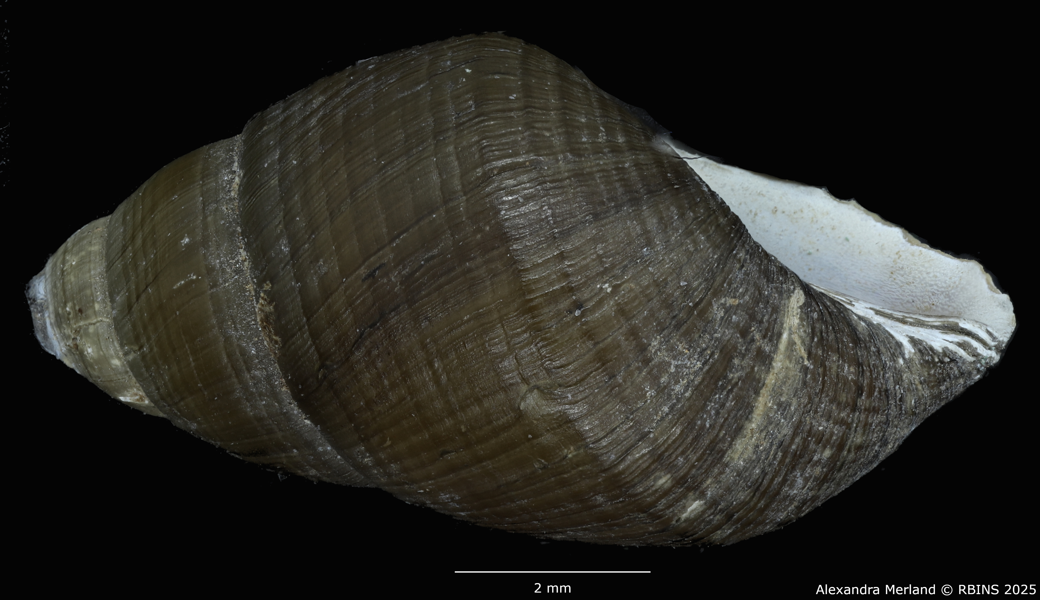BE-RBINS-INV-MT-4034-Potadomoides-pelseneeri-tpt-L2.jpg
