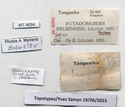 BE-RBINS-INV-MT-4034-Potadomoides-pelseneeri-tpt-label.jpg BE-RBINS-INV-MT-4034-Potadomoides-pelseneeri-tpt-label.jpg