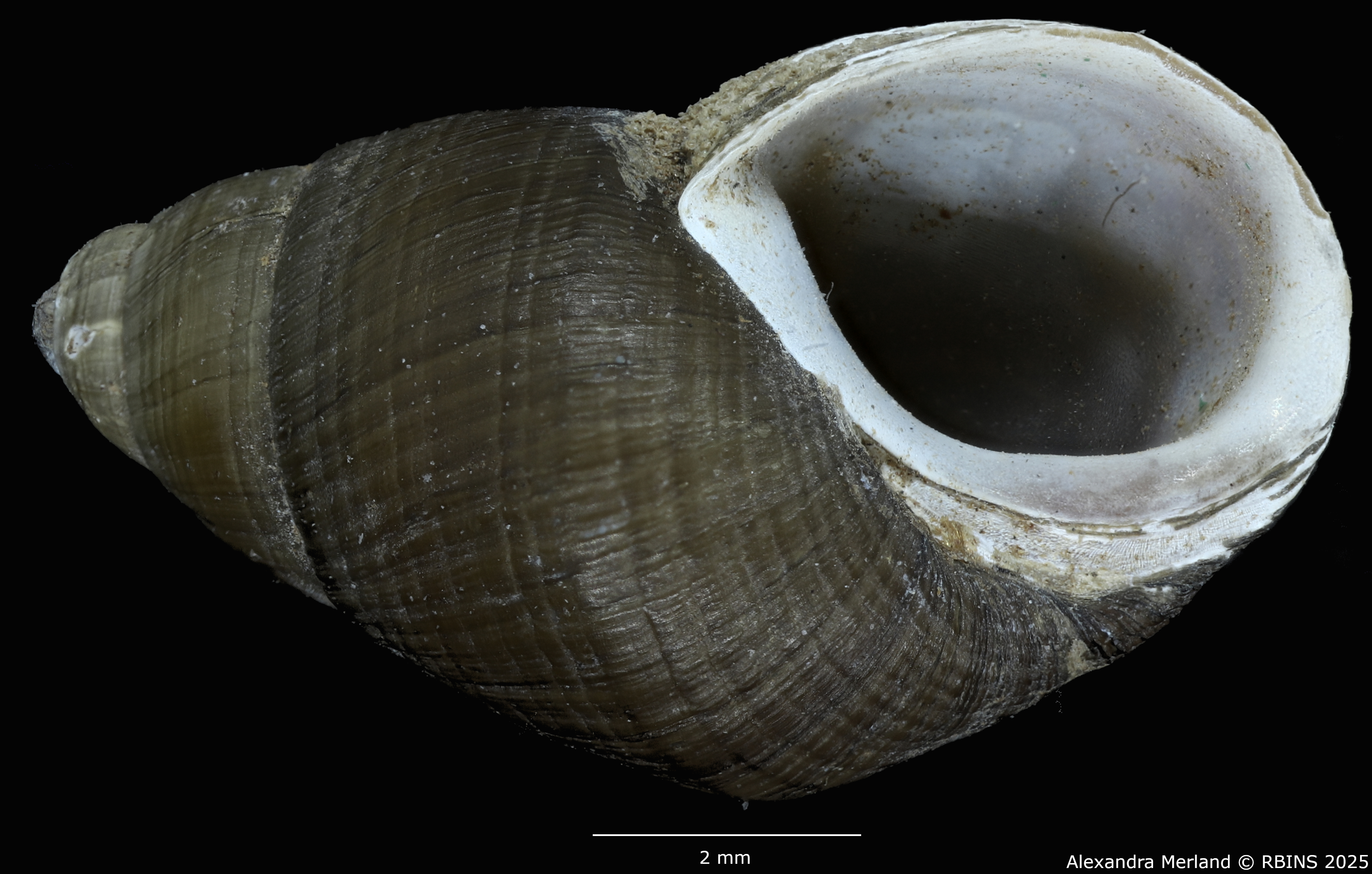 BE-RBINS-INV-MT-4034-Potadomoides-pelseneeri-tpt-V.jpg