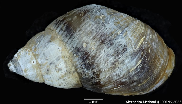 BE-RBINS-INV-MT-4321-Potadomoides-pelseneeri-ht-D.jpg BE-RBINS-INV-MT-4321-Potadomoides-pelseneeri-ht-D.jpg
