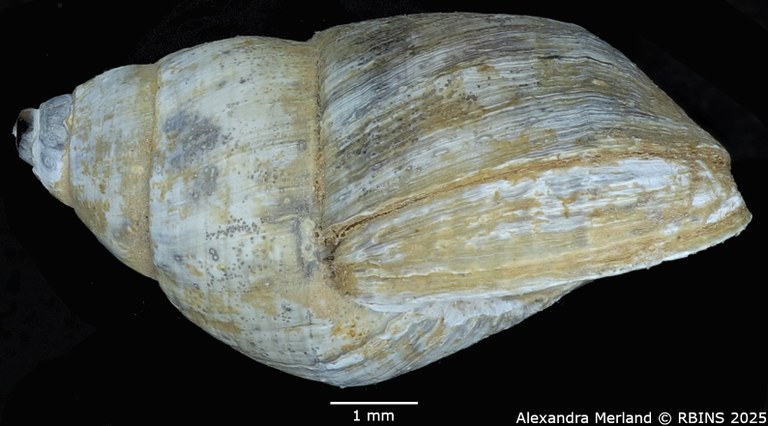 BE-RBINS-INV-MT-4321-Potadomoides-pelseneeri-ht-L.jpg BE-RBINS-INV-MT-4321-Potadomoides-pelseneeri-ht-L.jpg