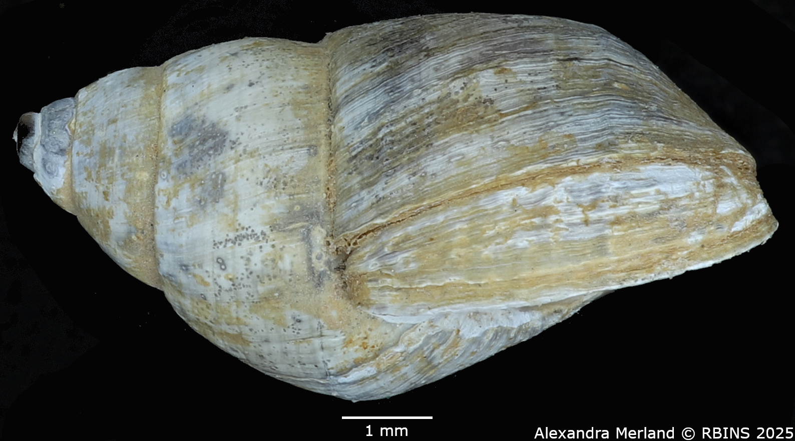 BE-RBINS-INV-MT-4321-Potadomoides-pelseneeri-ht-L.jpg