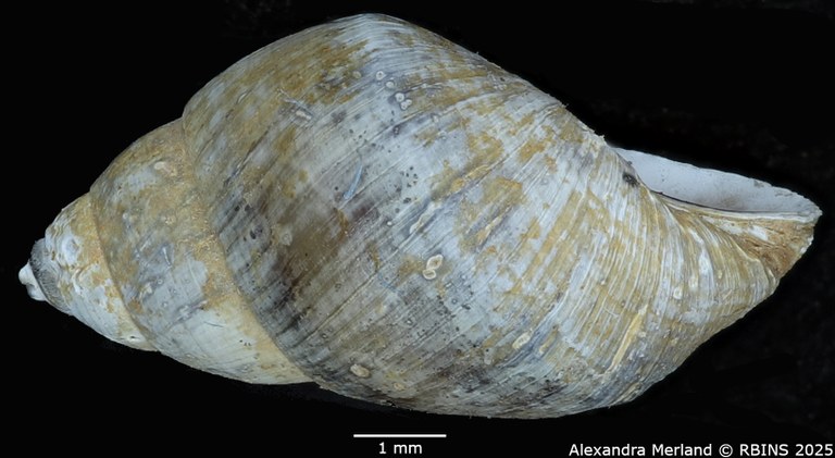 BE-RBINS-INV-MT-4321-Potadomoides-pelseneeri-ht-L2.jpg BE-RBINS-INV-MT-4321-Potadomoides-pelseneeri-ht-L2.jpg