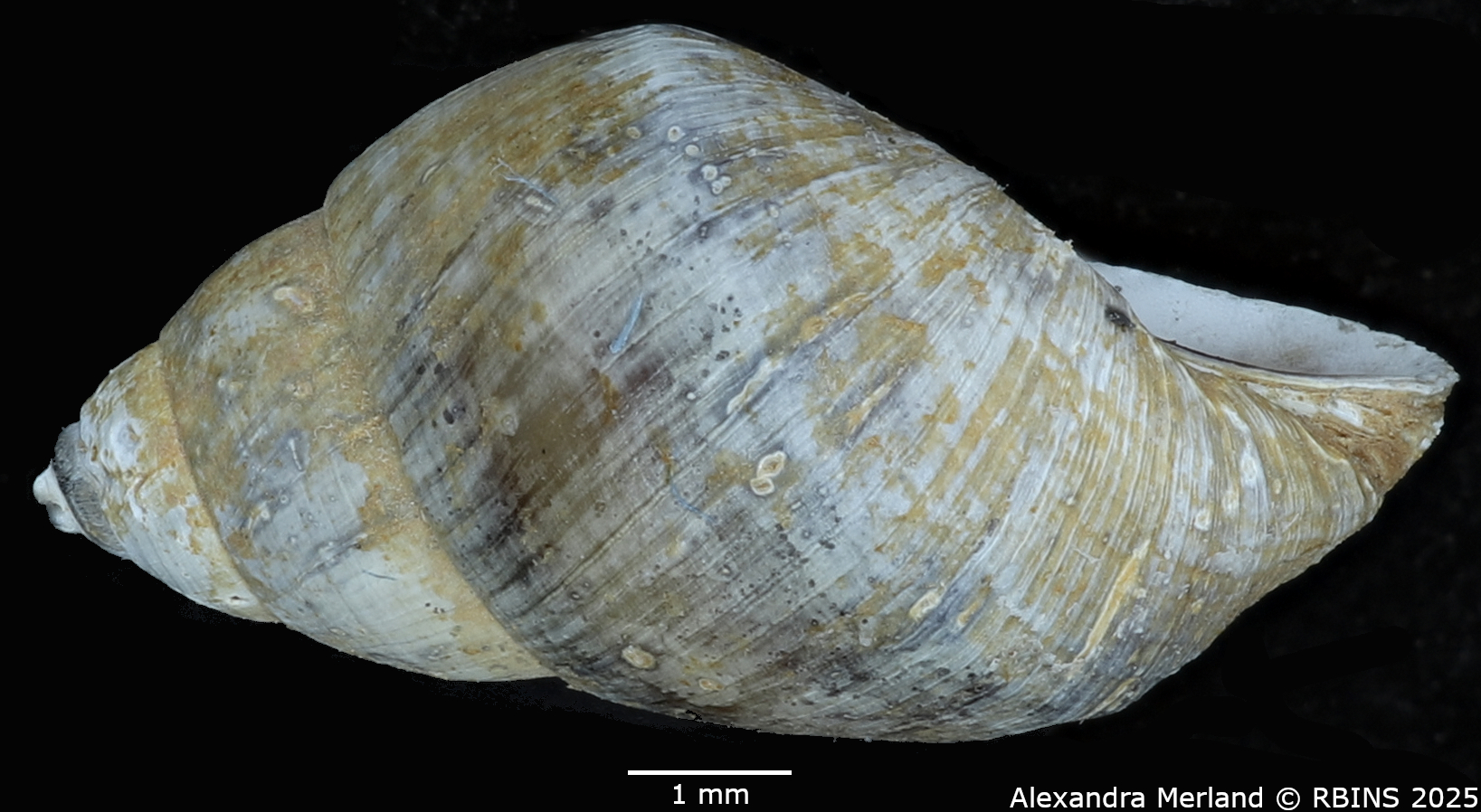 BE-RBINS-INV-MT-4321-Potadomoides-pelseneeri-ht-L2.jpg
