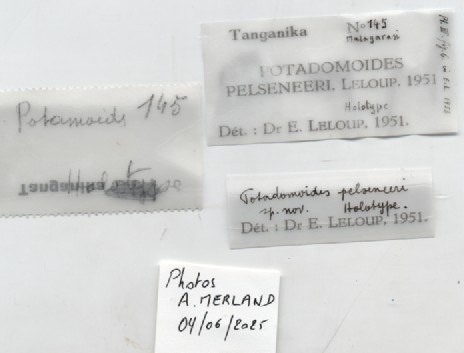 BE-RBINS-INV-MT-4321-Potadomoides-pelseneeri-ht-label.jpg BE-RBINS-INV-MT-4321-Potadomoides-pelseneeri-ht-label.jpg