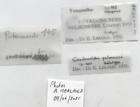 BE-RBINS-INV-MT-4321-Potadomoides-pelseneeri-ht-label.jpg