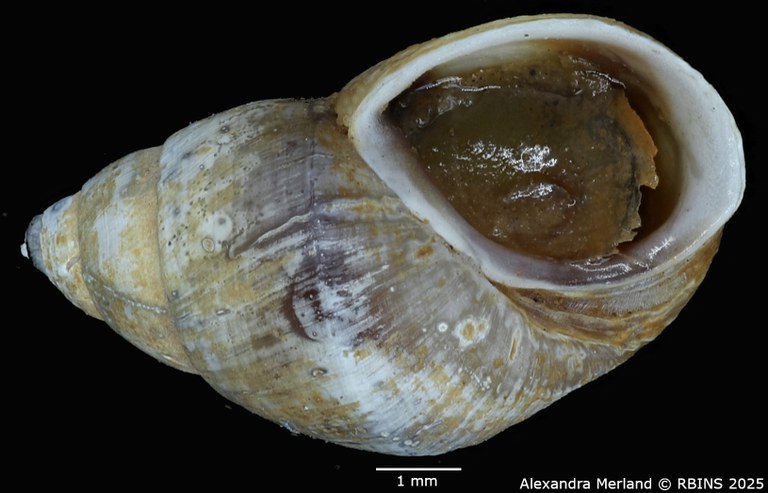 BE-RBINS-INV-MT-4321-Potadomoides-pelseneeri-ht-V.jpg BE-RBINS-INV-MT-4321-Potadomoides-pelseneeri-ht-V.jpg