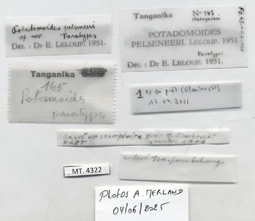 BE-RBINS-INV-MT-4322-Potadomoides-pelseneeri-pt-label.jpg