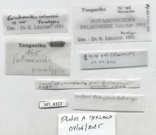 BE-RBINS-INV-MT-4322-Potadomoides-pelseneeri-pt-label.jpg
