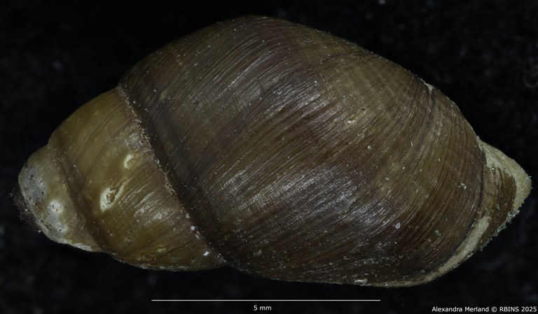 BE-RBINS-INV-MT-4032-Potadomoides-pelseneeri-st-D.jpg BE-RBINS-INV-MT-4032-Potadomoides-pelseneeri-st-D.jpg