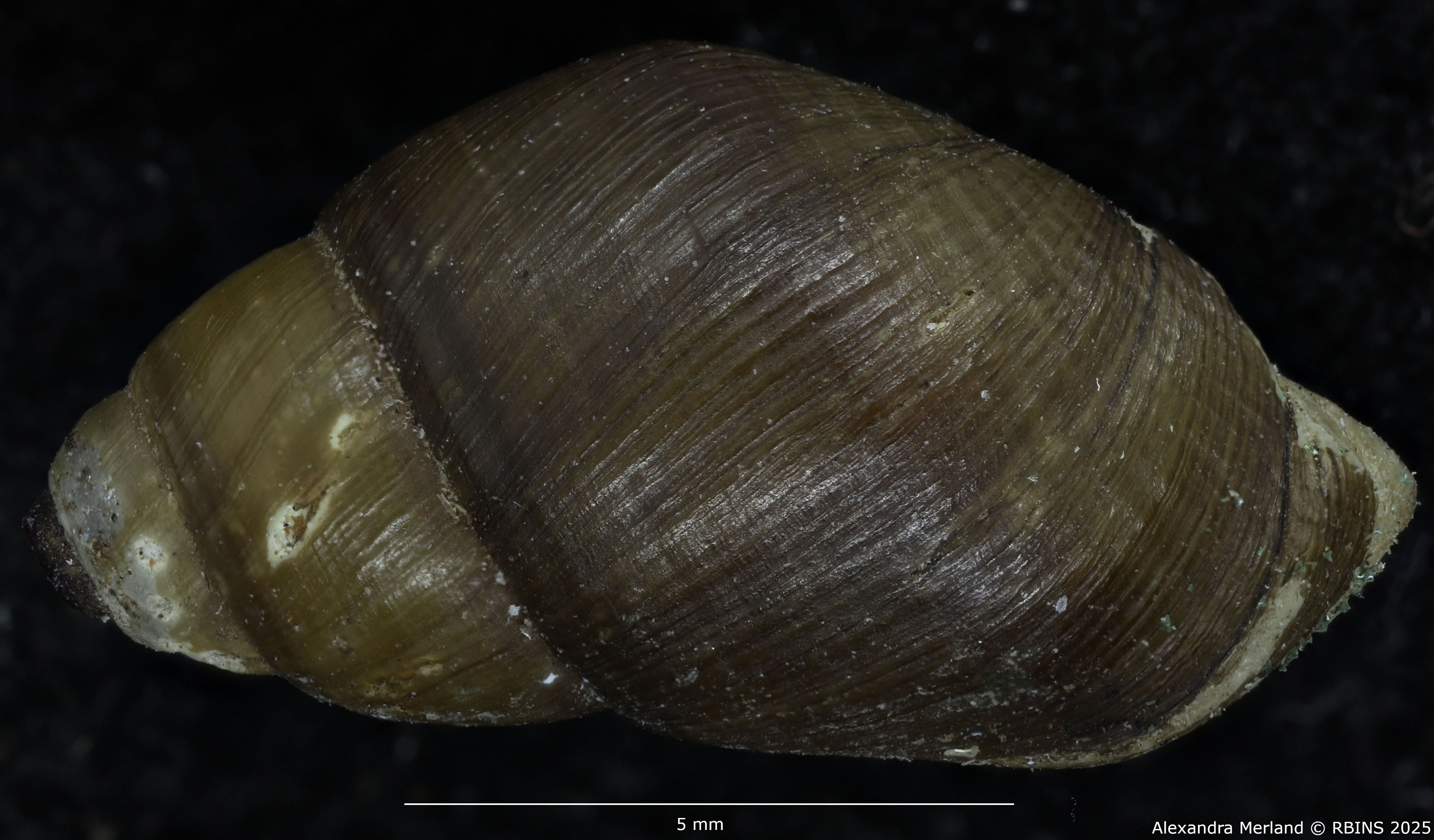 BE-RBINS-INV-MT-4032-Potadomoides-pelseneeri-st-D.jpg