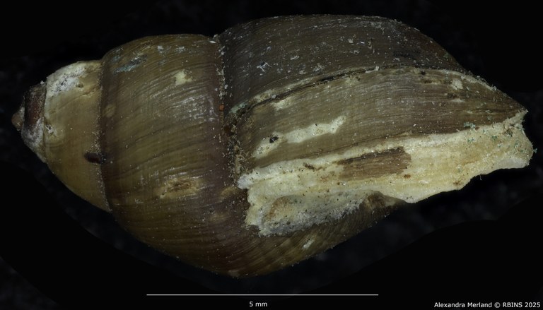 BE-RBINS-INV-MT-4032-Potadomoides-pelseneeri-st-L.jpg BE-RBINS-INV-MT-4032-Potadomoides-pelseneeri-st-L.jpg