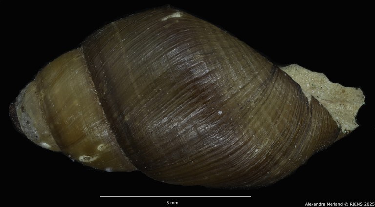 BE-RBINS-INV-MT-4032-Potadomoides-pelseneeri-st-L2.jpg BE-RBINS-INV-MT-4032-Potadomoides-pelseneeri-st-L2.jpg