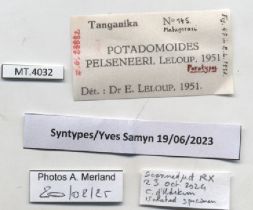 BE-RBINS-INV-MT-4032-Potadomoides-pelseneeri-st-label.jpg BE-RBINS-INV-MT-4032-Potadomoides-pelseneeri-st-label.jpg