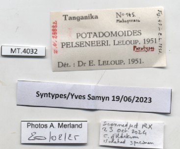 BE-RBINS-INV-MT-4032-Potadomoides-pelseneeri-st-label.jpg