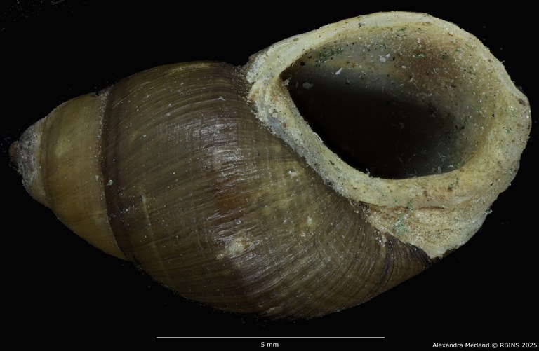 BE-RBINS-INV-MT-4032-Potadomoides-pelseneeri-st-V.jpg BE-RBINS-INV-MT-4032-Potadomoides-pelseneeri-st-V.jpg
