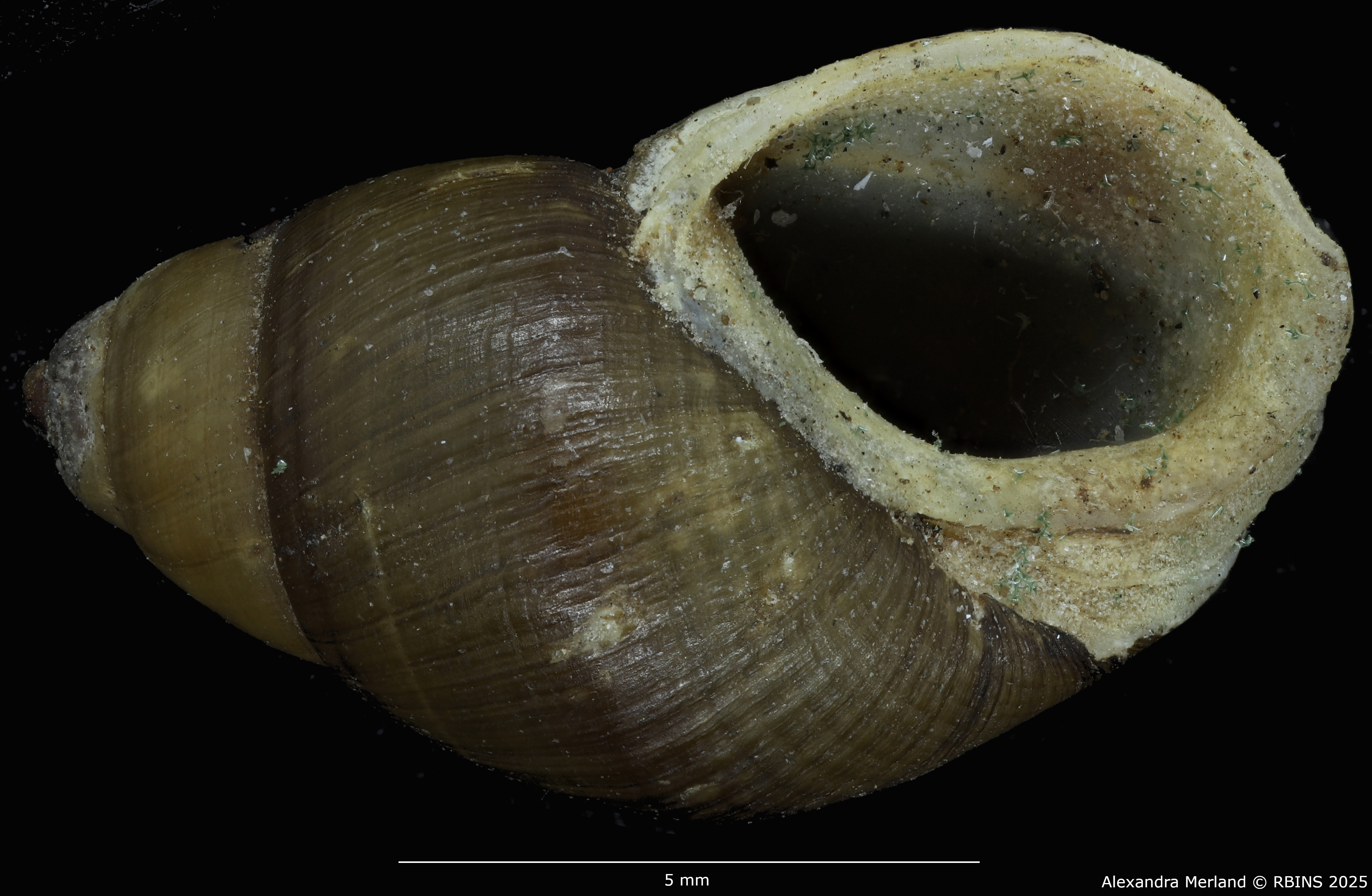 BE-RBINS-INV-MT-4032-Potadomoides-pelseneeri-st-V.jpg