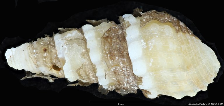 BE-RBINS-INV-MT-2141-Thiara-tuberculata-crawshayi-binodosa-type-D.jpg