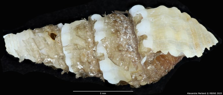 BE-RBINS-INV-MT-2141-Thiara-tuberculata-crawshayi-binodosa-type-L.jpg