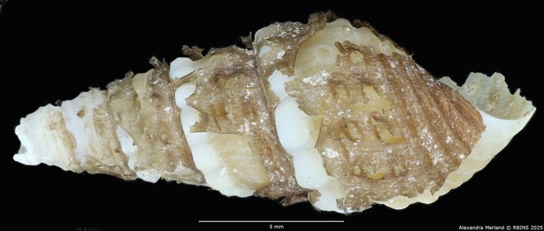 BE-RBINS-INV-MT-2141-Thiara-tuberculata-crawshayi-binodosa-type-L2.jpg