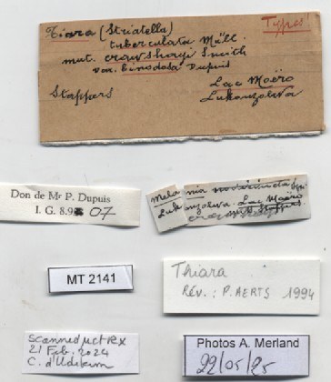 BE-RBINS-INV-MT-2141-Thiara-tuberculata-crawshayi-binodosa-type-label.jpg