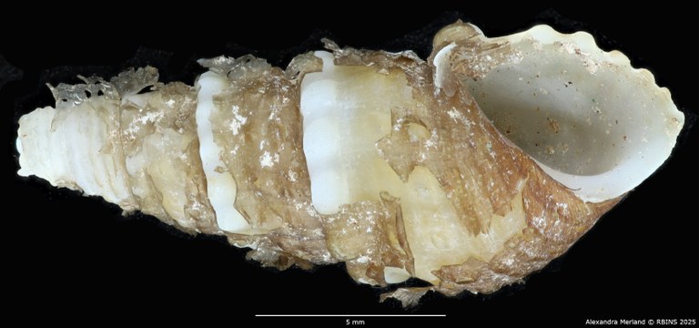 BE-RBINS-INV-MT-2141-Thiara-tuberculata-crawshayi-binodosa-type-V.jpg
