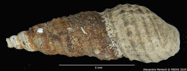 BE-RBINS-INV-MT-2140-Thiara-tuberculata-var. waelbroecki-f. nodulifera-type-D.jpg BE-RBINS-INV-MT-2140-Thiara-tuberculata-var. waelbroecki-f. nodulifera-type-D.jpg