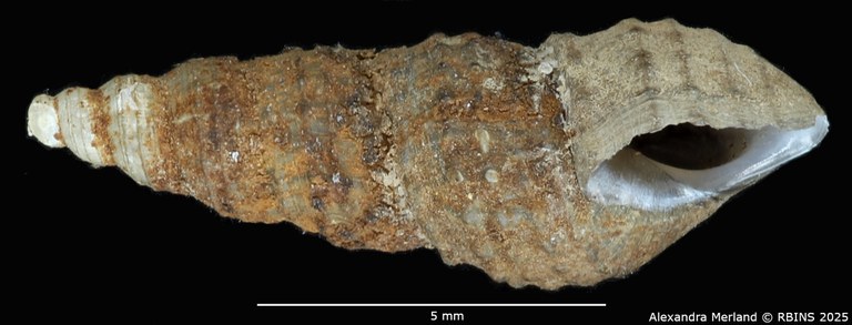 BE-RBINS-INV-MT-2140-Thiara-tuberculata-var. waelbroecki-f. nodulifera-type-L.jpg BE-RBINS-INV-MT-2140-Thiara-tuberculata-var. waelbroecki-f. nodulifera-type-L.jpg