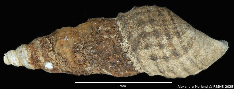 BE-RBINS-INV-MT-2140-Thiara-tuberculata-var. waelbroecki-f. nodulifera-type-L2.jpg