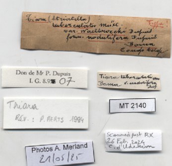 BE-RBINS-INV-MT-2140-Thiara-tuberculata-var. waelbroecki-f. nodulifera-type-label.jpg BE-RBINS-INV-MT-2140-Thiara-tuberculata-var. waelbroecki-f. nodulifera-type-label.jpg
