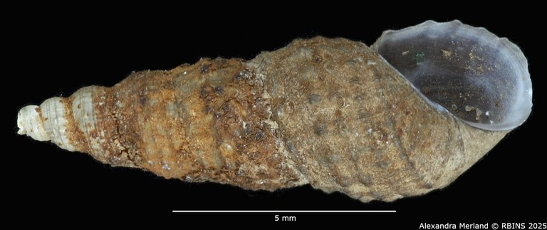 BE-RBINS-INV-MT-2140-Thiara-tuberculata-var. waelbroecki-f. nodulifera-type-V.jpg BE-RBINS-INV-MT-2140-Thiara-tuberculata-var. waelbroecki-f. nodulifera-type-V.jpg
