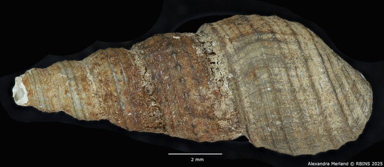 BE-RBINS-INV-MT-2139-Thiara-tuberculata-waelbroecki-type-D.jpg