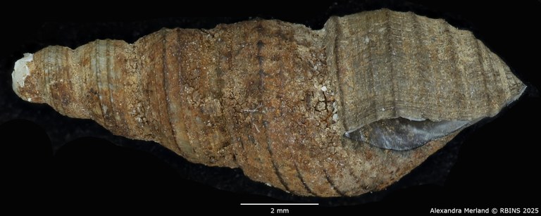 BE-RBINS-INV-MT-2139-Thiara-tuberculata-waelbroecki-type-L.jpg
